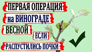 🍇 Обязательно! От ЭТОЙ ПЕРВОЙ операции зависит рост и развитие Вашего винограда. Зеленые операции.