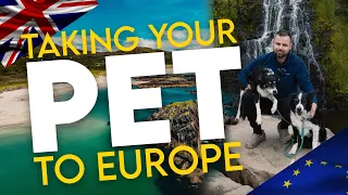 Beginner's Guide: Traveling with Your Dog from UK to Europe