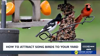 Attracting songbirds to your yard