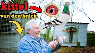 Dirk Van den Bulck  racing pigeon ,kittel : has created a truly exceptional sprint breed