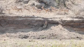 The perfect LEOPARD hunt... almost!