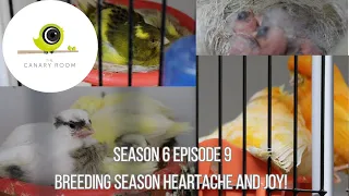 The Canary Room Season 6 Episode 9 - Breeding Canaries & Redpoll News