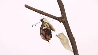 REAL TIME: Tailed-jay (Graphium agamemnon) final metamorphosis [no sound]