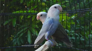 Lovebirds Roseicollis Call & Chirping Sounds - White Headed Blue Pallid & White Headed Olive Opaline