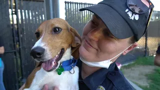 108 Beagles have arrived! 🐶 (From the 4,000 Research Beagles Rescue)