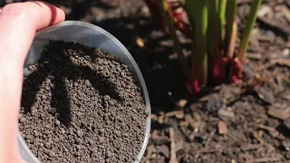 Fertilizing peonies in the spring