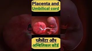 Placenta and umbilical cord #shorts