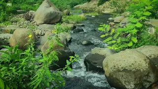 "Serene River Bliss: ASMR Nature Sounds for Ultimate Relaxation"