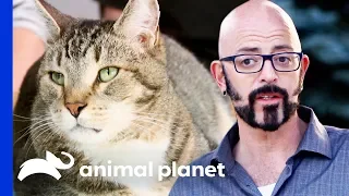 Can Jackson Galaxy Put An End To Zachary's Accidents? | My Cat From Hell