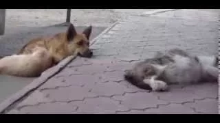 Des gestes de tendresse entre un chien et un chat
