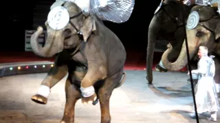 Bullhook & blood on elephant 2015