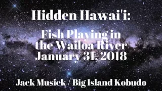 Hidden Hawai'i: Fish Plyaing in the Wailoa River - Hilo - Shinmachi - Pi'opi'o