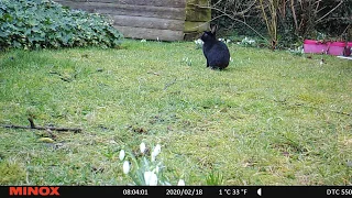 Schwarzes Kaninchen wird von einem Verehrer verfolgt