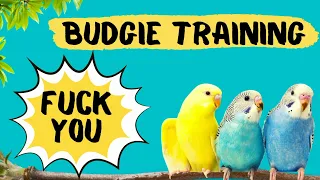 Teach your Budgie to say FUCK YOU, Budgie Talking Training, How to teach a budgie to talk