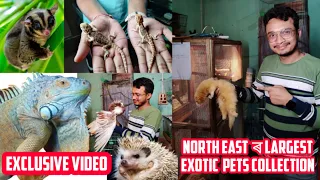 নৰ্থ-ইষ্ট ৰ largest Exotic Pets collection | #exoticpets #iguana #sugerglider #arindomhazarika