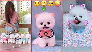 Tik Tok Chó Phốc Sóc Mini 😍 Funny and Cute Pomeranian #122