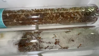 Fire ant update! - Fire Ant take 2 Week 11