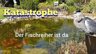 Der Fischreiher ist wieder da😫