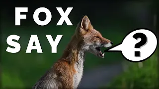Смешные Лисы! Что говорит лиса? Лисьи звуки. Сборник. What Does The Fox Say?
