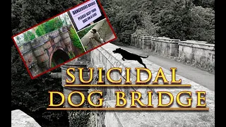 Scotland Bridge Leads Dogs to Their Death!!।SUICIDAL DOG BRIDGE। Scary Story of OVERTOUN Bridge