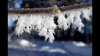 🔴🔴Осенние заморозки на винограднике. Остатки урожая. Виноград Беларуси.