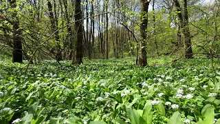 12 hours Gentle Forest Sounds of Spring Nature for Long Sleep