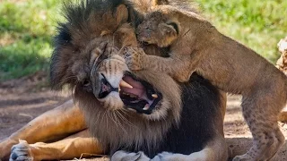 Lion Cubs Meet Dad for the First Time