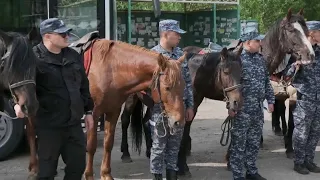 На страже порядка: конный патруль начал работу на дачах Павлодара