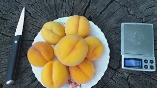 Персик сорт Кинка ( Peach Cinca) Перкоче. Гибрид персика и абрикоса. Обзор и дегустация