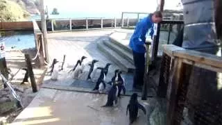 Macaroni Penguins Nesting at Living Coasts