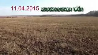 Кошель или маленький кладик монет Ивана Федоровича 11.04.2015 Мос обл.