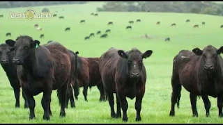 Emissão de gases de efeito estufa pelos bovinos. Quebrando o paradigma