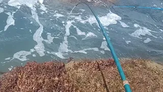 PEIXE OU PESCADOR? QUEM VENCEU ESSA BATALHA? (PESCA DE PRAIA)