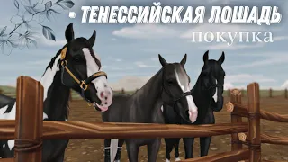 Star Stable Online ▶ покупка тенессийской лошади || ночью, а когда же ещё ~||