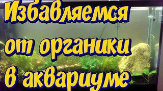 Как избавиться от мутной воды  и органики в аквариуме! Нашел замену гиацинту!