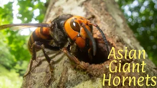 Asian Giant Hornets (for school)