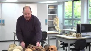 Laboratory session with Neandertals