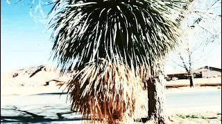 GORGEOUS Desert Landscaping in Kanab, Utah (Zone 7b) | Dasylirions, Yucca aloifolia, Rosemary & More