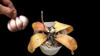 Garlic revives all rotten orchids in this simple way