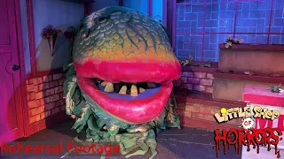 Behind the Scenes of Little Shop of Horrors: June 2-11 in La Habra