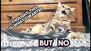 Bully cat does this all the time😂#cute #cats #catvideo #catlife #funny