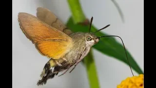 Бабочка колибри.