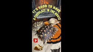 #shorts #fireplace #turtle Not only Foxes understand a lot about the fireplace, but also turtles!