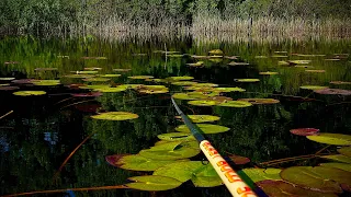 Рибалка на КАРАСЯ в лататтях☘️☘️КАРАСЬ зламав ВУДКУ !! Рибалка на поплавок 🚣🎣