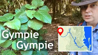 Gympie Gympie (clip)