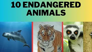 Top 10 Animals That Are Almost EXTINCT!