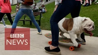 Skateboarding bulldog breaks Guinness World Record   - BBC News