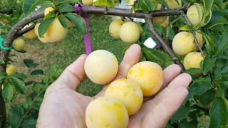 Shiro Plum ready for harvest only 4ft tall but full of fruits