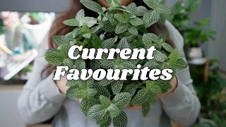 I'm loving these plants and I think you might too