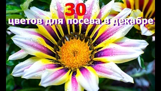 🌺30 КРАСИВИХ КВІТІВ ДЛЯ ЗИМОВИХ ПОСІВІВ